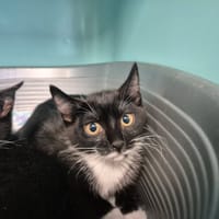 JOLIE QCT, chatte à adopter