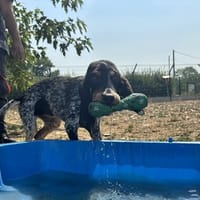 BLUE, chien à adopter