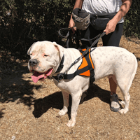 uky, chien à adopter