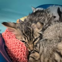 SYMPA QCT, chat à adopter