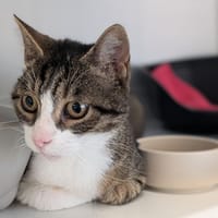 JASMIN, chat à adopter