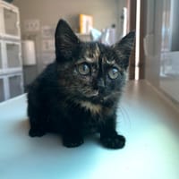 Etoile, chatte à adopter