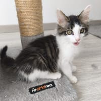 JAVAD, chat à adopter