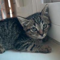 Comète, chatte à adopter