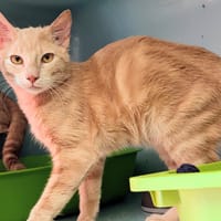 Saphir, chat à adopter