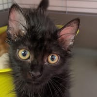Rainbow [Chaton], chatte à adopter