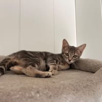 bugatti, chat à adopter