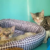 Scar, chat à adopter