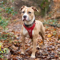Chachou, chienne à adopter