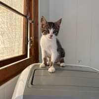 Bree, chatte à adopter