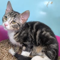 Earth [Chaton], chatte à adopter