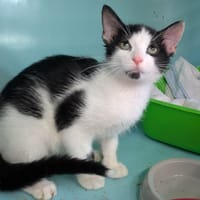 Sky [Chaton], chat à adopter