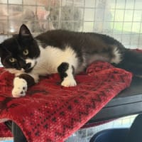 ABYSSIA, chatte à adopter