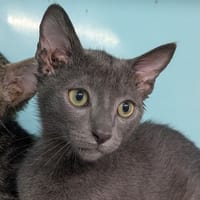 Blue [Chaton], chat à adopter