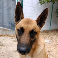 Doxy, chien à adopter