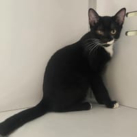 CHICHI, chatte à adopter
