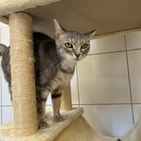 TAMARIS, chatte à adopter