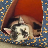 DONALD, chat à adopter