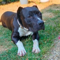 ULYSSE, chien à adopter