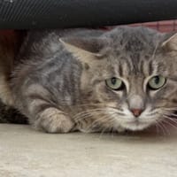 TOM, chat à adopter