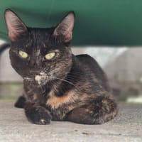 POUPETTE, chatte à adopter