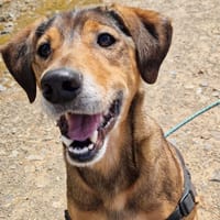 DJANGO, chien à adopter