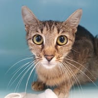 CALINE CHA, chatte à adopter