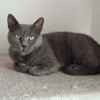 COMETE, chatte à adopter