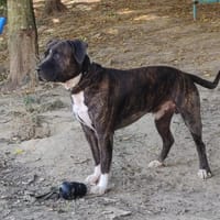 ROCCO, chien à adopter