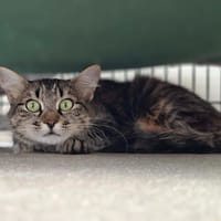 RIGA, chatte à adopter