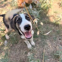 Tao, chien à adopter