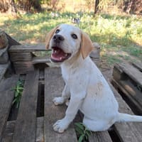 Jacob, chien à adopter