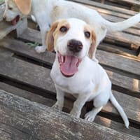 Cha, chienne à adopter