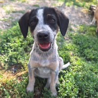 Dot, chienne à adopter