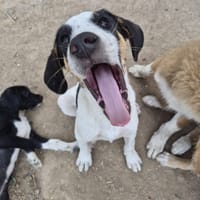 Plum, chienne à adopter