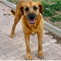 Sandra, perra en adopción