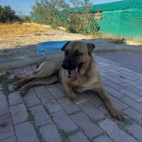 Tina, perra en adopción