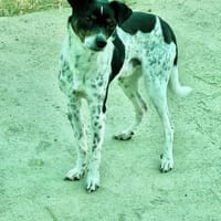 Tano, perro en adopción