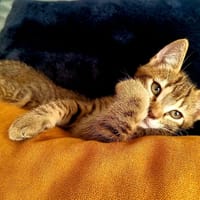 HOBBES, chat à adopter