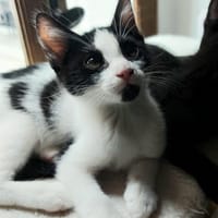 SUZE, chatte à adopter
