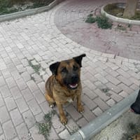 Luiso, perro en adopción
