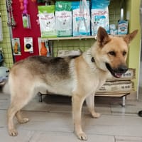 Chilli, perra en adopción