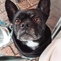 HAKU, chien à adopter