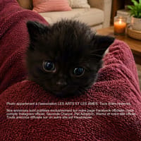 Bigotte, chatte à adopter