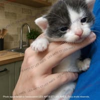 Cracotte, chatte à adopter