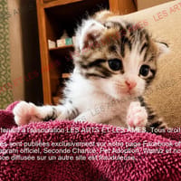 Mario, chat à adopter