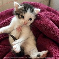 Isaac, chat à adopter
