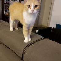 Baïka, chatte à adopter