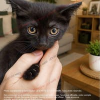Yoko, chatte à adopter