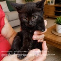 John, chat à adopter